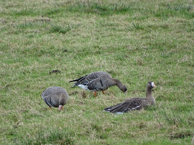 巧妙融合文 巧妙融合文